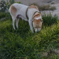 سگ ماده پرخون