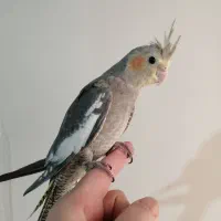 عروس هلندی رام و دستی 550