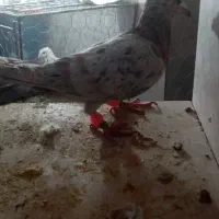 نر ماده هفت رنگ خطی|پرنده|تربتحیدریه, حیدرآباد|دیوار