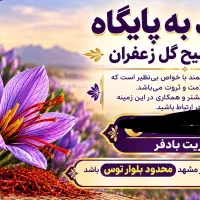 نیازمند پایگاه توضیح گل زعفرون امسال تو توضیح کن