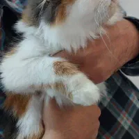 دو گربه پرشین ماده دوقلو|گربه|قوچان, |دیوار