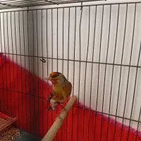 سهره قناری نر بخون|پرنده|کرمان, |دیوار