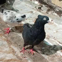 چند عدد کبوتر|پرنده|اهواز, زرگان|دیوار