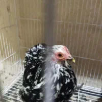 مرغ و خروس کوشین|حیوانات مزرعه|کاشمر, |دیوار