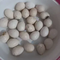 فروش تخم بوقلمون