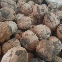 گردو درجه ۱ عالی