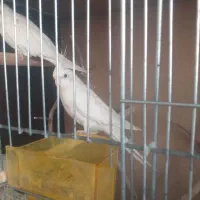 ماده عروس آلبینو