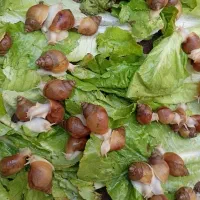 حلزون طبی