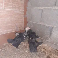 جوجه مرغ خروس جهادی بلک52روزه اکسنخورده پاینوبخون