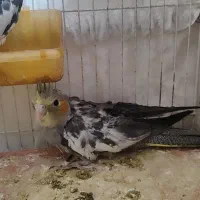 عروس هلندی
