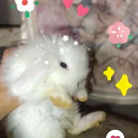 خرگوش لوپ ترکیش چشم ابی