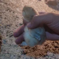 جوجه مرغ و بلدرچین