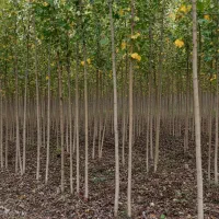 شال ارزان و باکیفیت برای فضای سبز و باغات