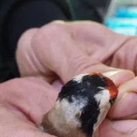 سهره ۲ خال حلب|پرنده|تهران, تولید دارو|دیوار