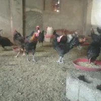 خروس مجلی جوان|حیوانات مزرعه|فسا, |دیوار