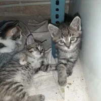 گربه|گربه|گرمدره, |دیوار