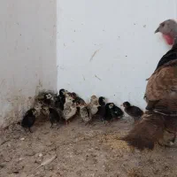 جوجه بوقلمون