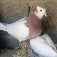 کفتر|پرنده|سیرجان, |دیوار