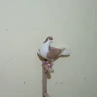 کفتر