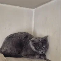 پانسیون نگهداری گربه (مهر)