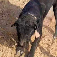 سگ گم شده|حیوانات|جلفا, |دیوار