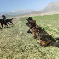 سگ گمشده|سگ|شهرکرد, |دیوار