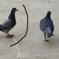 کبوتر گمشده|حیوانات|سرخنکلاته, |دیوار