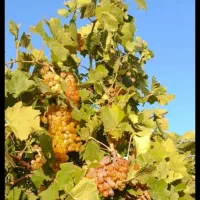 فروش باغ داربستی ودرختان مثمر همراه خانه واستخر|فروش دفتر صنعتی، کشاورزی، تجاری|ملایر, |دیوار