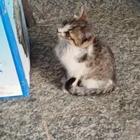 گربه