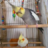 عروس هلندی با قفس و تجهیزات کاملا چروندنی