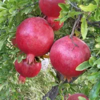 انار درجه یک|خدمات باغبانی و درختکاری|کوهنانی, |دیوار