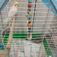 عروس هلندی نر و ماده همراه با قفس