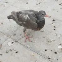 یه جفت جوجه درشت|پرنده|سبزوار, امیر کبیر|دیوار