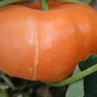 کدو حلوایی قروه