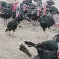 فروش بوقلمون یکساله