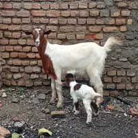 بز شکم اول با بزغاله نر ۲روز زاییده