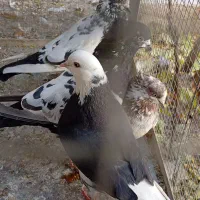 کفتر شازده،سینه دم سیاه|پرنده|نائین, |دیوار