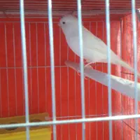 فروش انواع قناری نرهای مست مست|پرنده|بندر ماهشهر, |دیوار