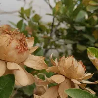 خوشرنگ|موبایل|کرج, گلشهر|دیوار