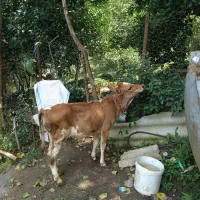 ماده گوساله