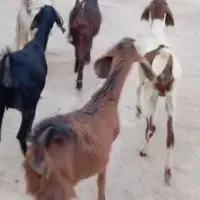 بز لامرد علامردشت