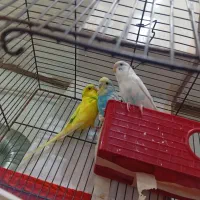 مرغ عشق جفت مولد معاوضه با هرچی