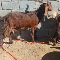 تعدادسه عددبززاییده بفروش میرسد|حیوانات مزرعه|تربت جام, عیدی آباد|دیوار