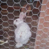 خرگوش نروماده