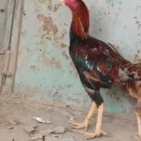 خروس لاری