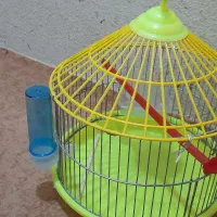 سنگ زینتی و...|ماهی|سنندج, |دیوار