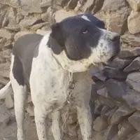 سگ افغان