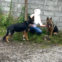 واگذاری سگ ژرمن|سگ|رودبنه, |دیوار