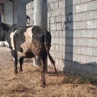 گاو چالوسی سه گوساله آورده جوان