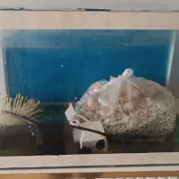 اکواریوم شیشه خم|ماهی|مشهد, امیر المومنین|دیوار